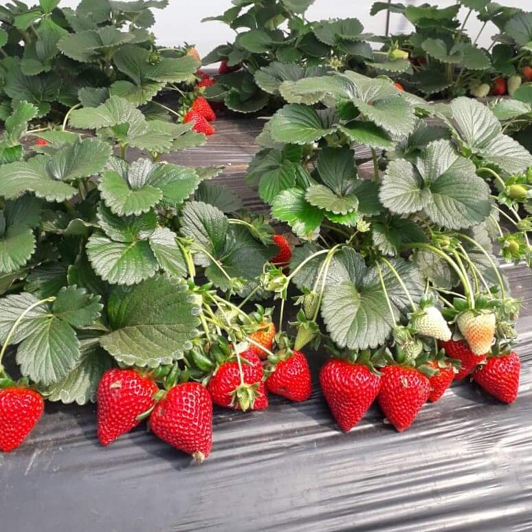 Strawberries